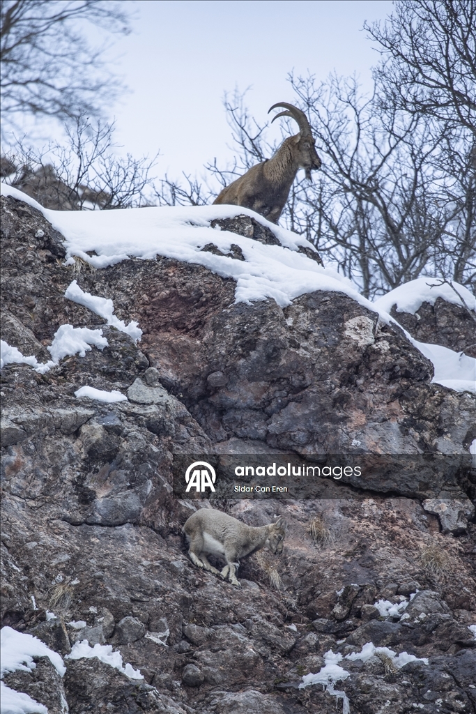 Wênekêş û çêkerên belgefîlman li Tunceliyê li dû şopa bizinkoviyan in