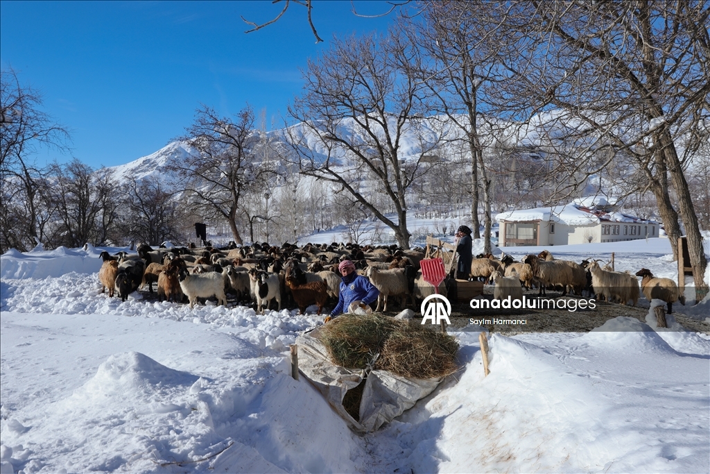 Li Hekariya ku sitûriya berfê lê cî bi cî gihiştiye 2 metroyan, ajeldar zehmetiyan dikişînin