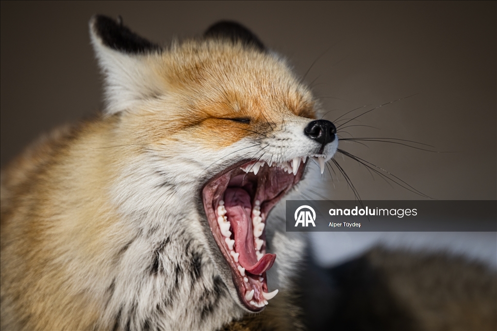 Kar altında yiyecek arayan tilkiler