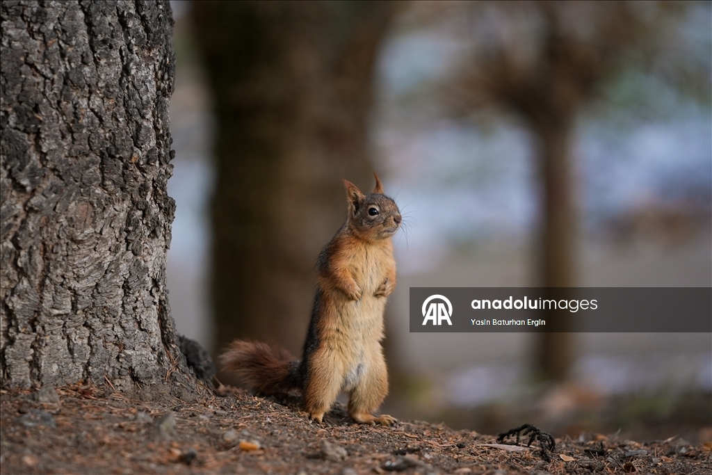 Ankara'da günlük yaşam