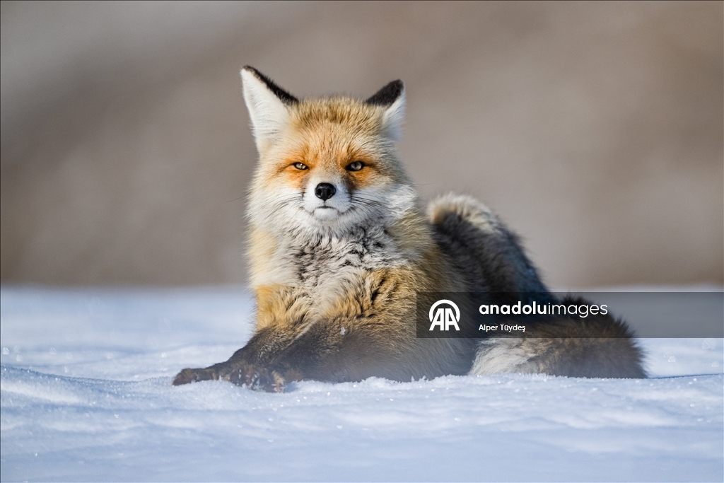 Kar altında yiyecek arayan tilkiler