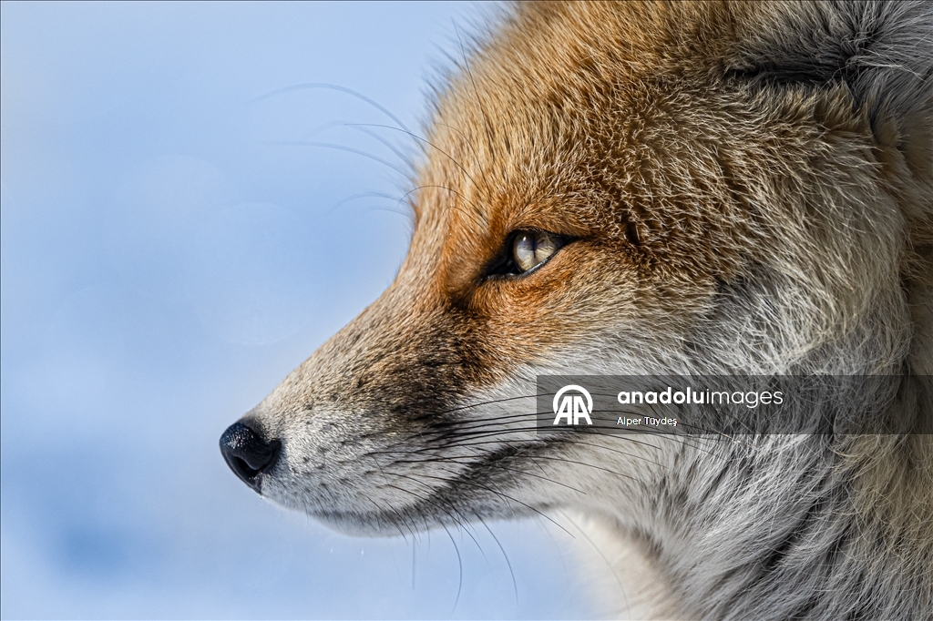 Kar altında yiyecek arayan tilkiler