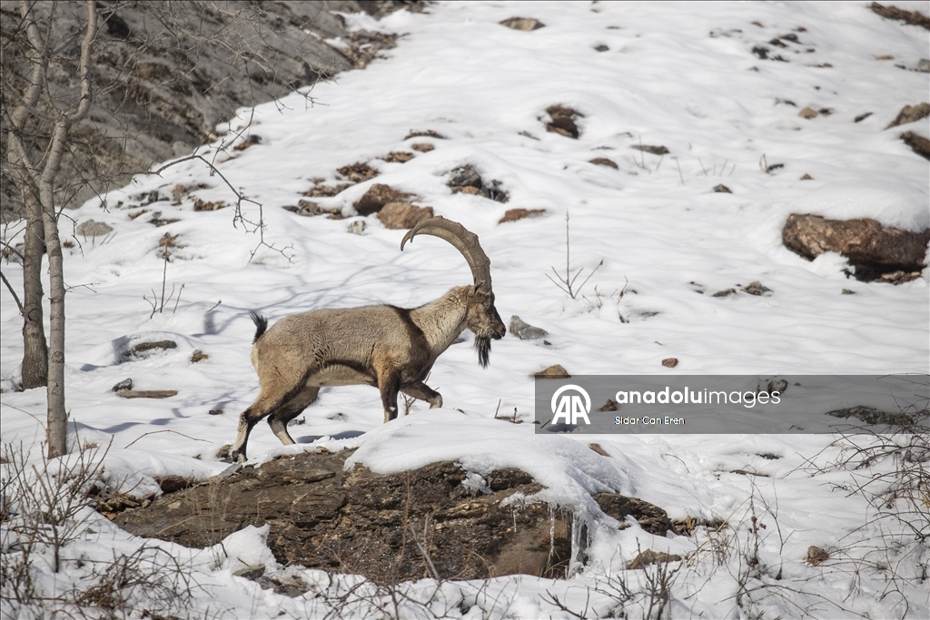Wênekêş û çêkerên belgefîlman li Tunceliyê li dû şopa bizinkoviyan in