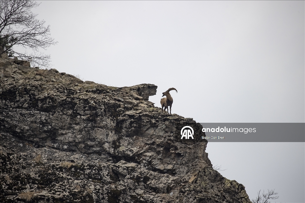 Wênekêş û çêkerên belgefîlman li Tunceliyê li dû şopa bizinkoviyan in