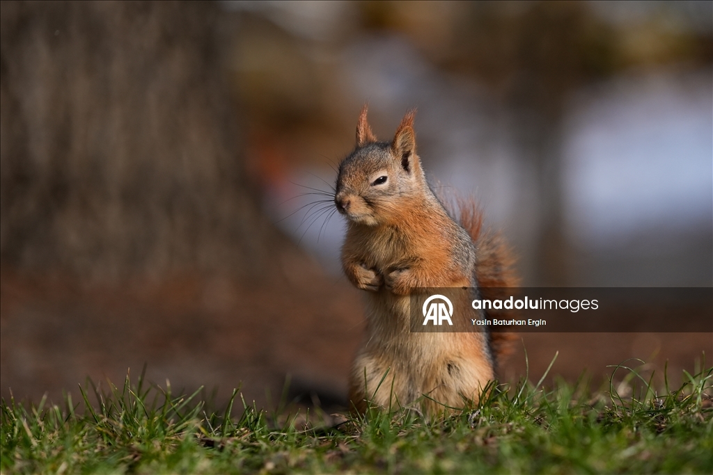Ankara'da günlük yaşam