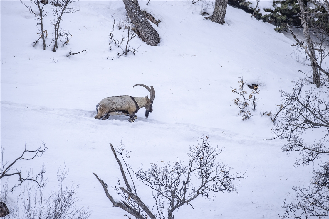 Wênekêş û çêkerên belgefîlman li Tunceliyê li dû şopa bizinkoviyan in