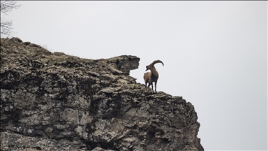 Fotoğrafçılar ve belgeselciler Tunceli kırsalında yaban keçilerinin izini sürüyor