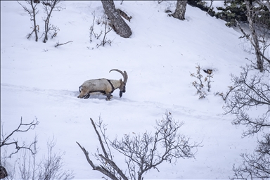 Wênekêş û çêkerên belgefîlman li Tunceliyê li dû şopa bizinkoviyan in