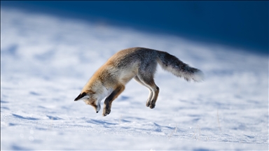 Kar altında yiyecek arayan tilkiler