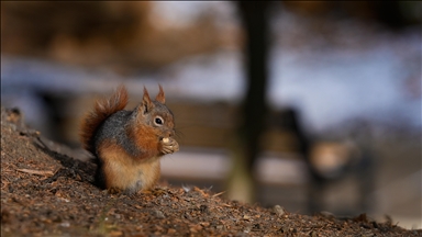 Ankara'da günlük yaşam