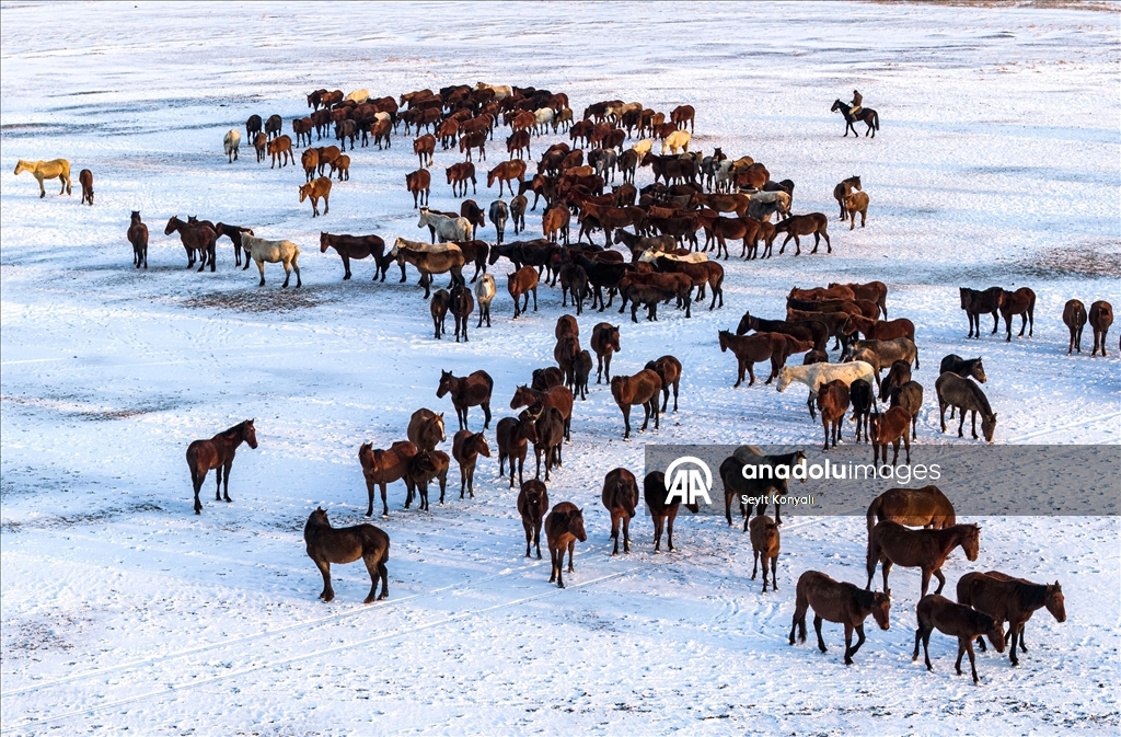 Hürmetçi Sazlığı’ndaki yılkı atlarına kış bakımı