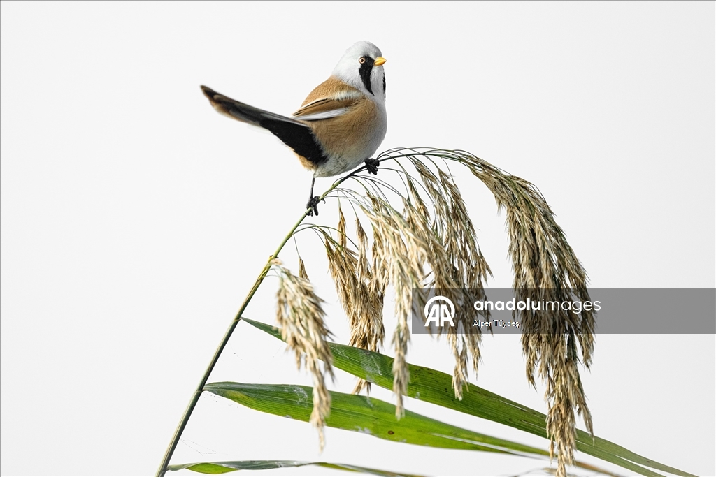 Uluabat Gölü, geniş sazlık alanlarında kuşlara ev sahipliği yapıyor