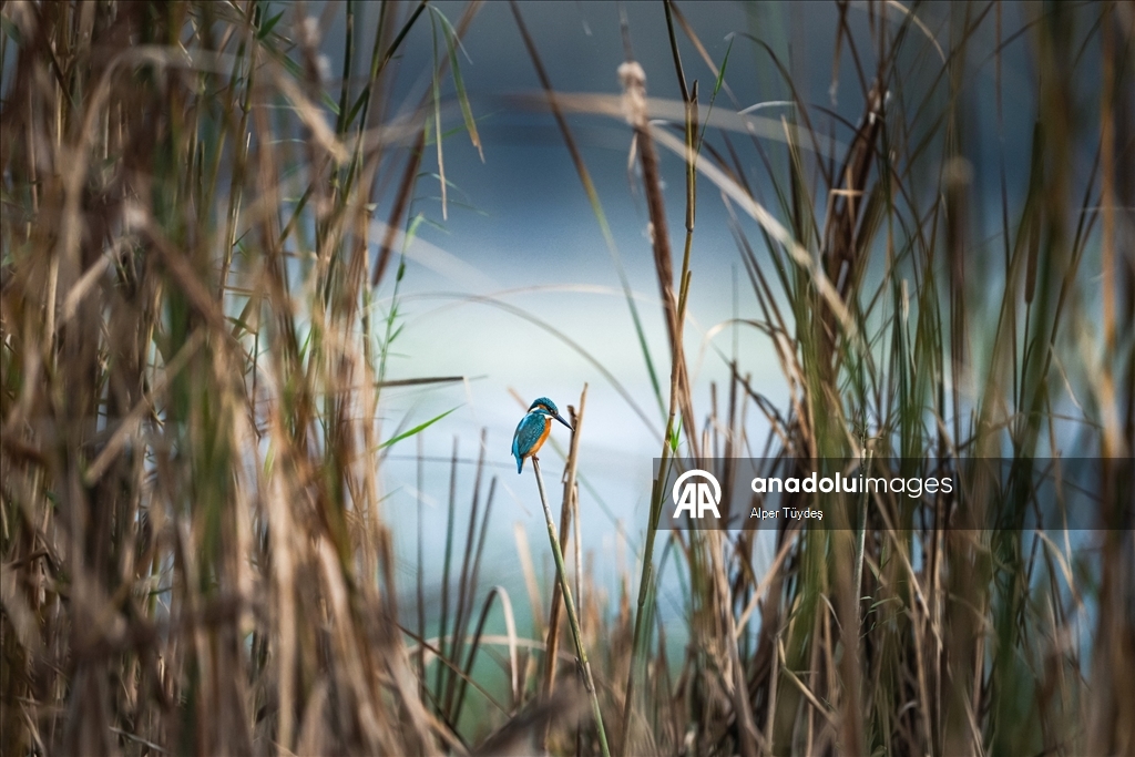 Uluabat Gölü, geniş sazlık alanlarında kuşlara ev sahipliği yapıyor