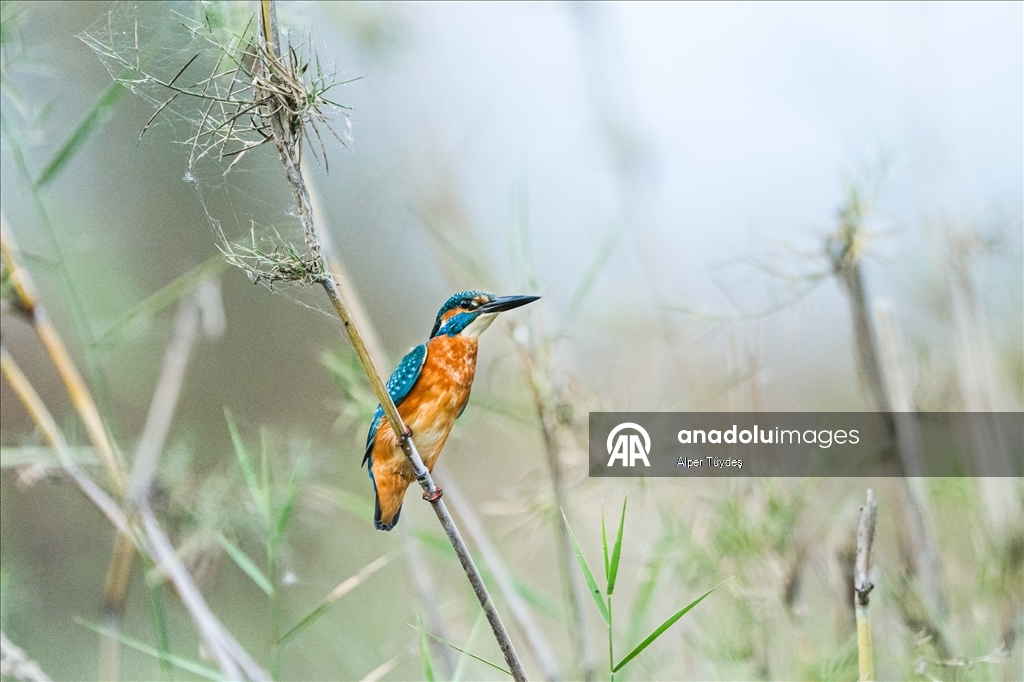 Uluabat Gölü, geniş sazlık alanlarında kuşlara ev sahipliği yapıyor