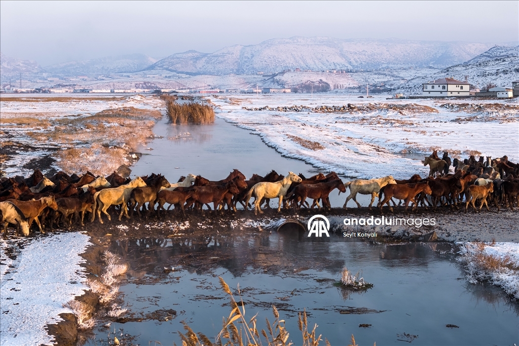 Hürmetçi Sazlığı’ndaki yılkı atlarına kış bakımı