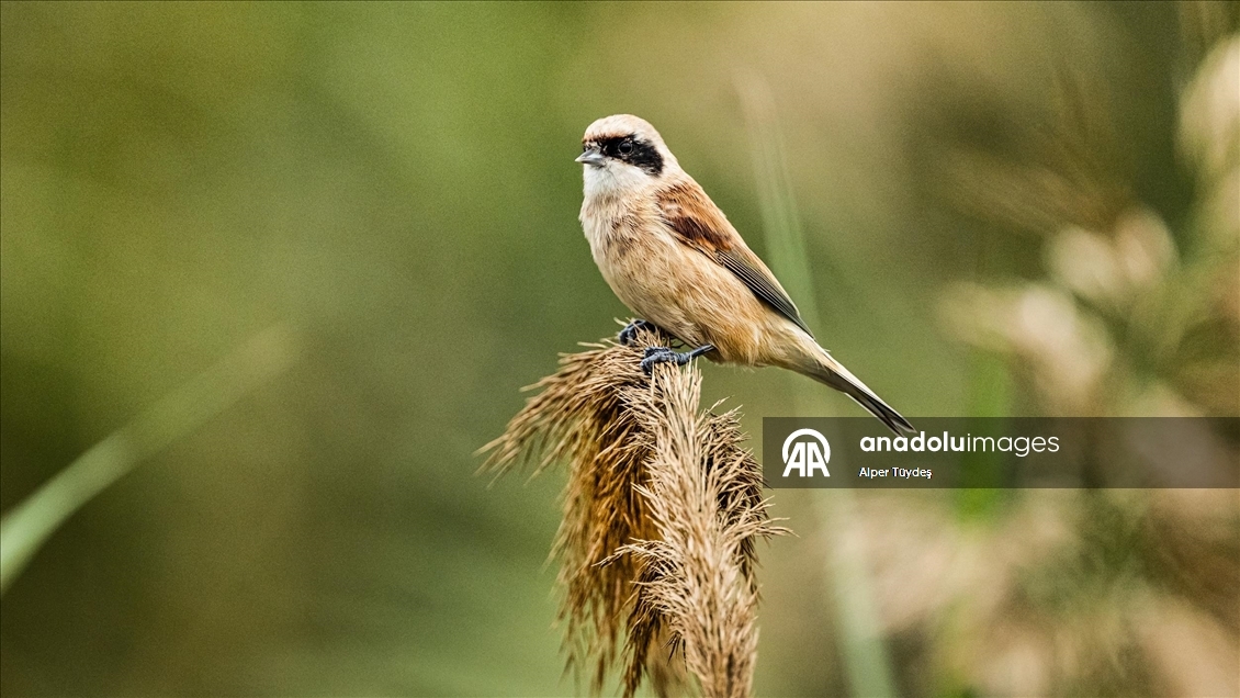 Uluabat Gölü, geniş sazlık alanlarında kuşlara ev sahipliği yapıyor