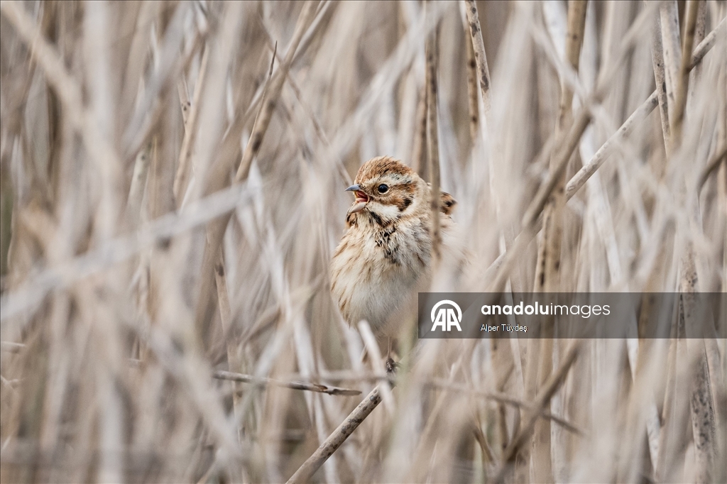 Uluabat Gölü, geniş sazlık alanlarında kuşlara ev sahipliği yapıyor