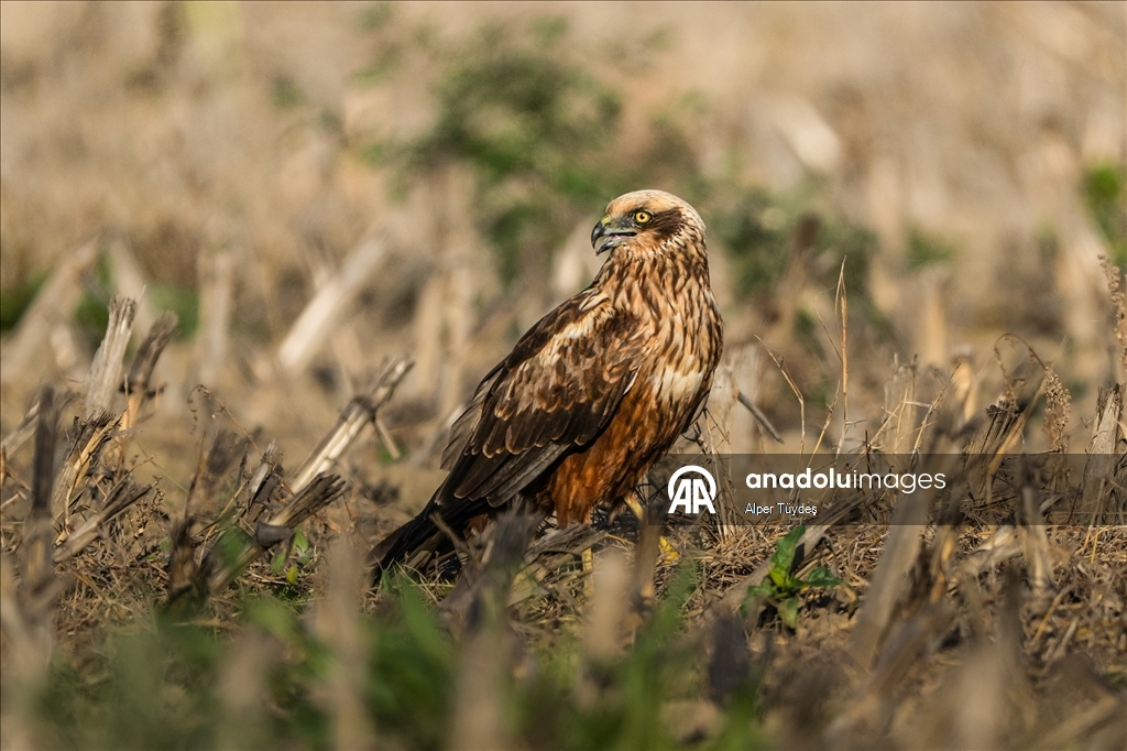 Uluabat Gölü, geniş sazlık alanlarında kuşlara ev sahipliği yapıyor