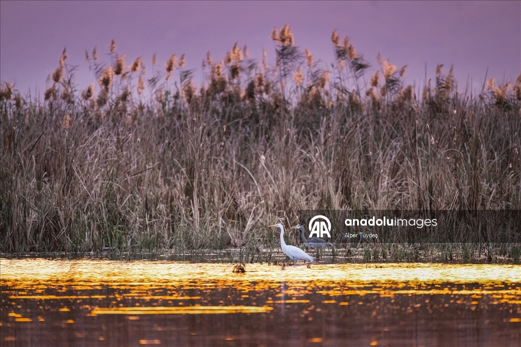 Uluabat Gölü, geniş sazlık alanlarında kuşlara ev sahipliği yapıyor