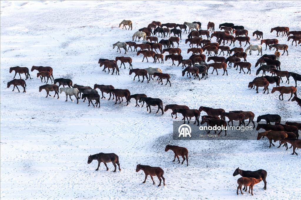 Zivistanê li Kayseriyê hespên serberedayî yên li Saza Hurmetçiyê tên têrkirin