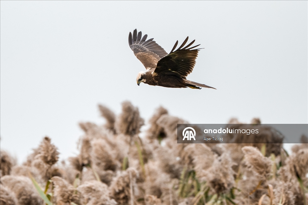 Uluabat Gölü, geniş sazlık alanlarında kuşlara ev sahipliği yapıyor