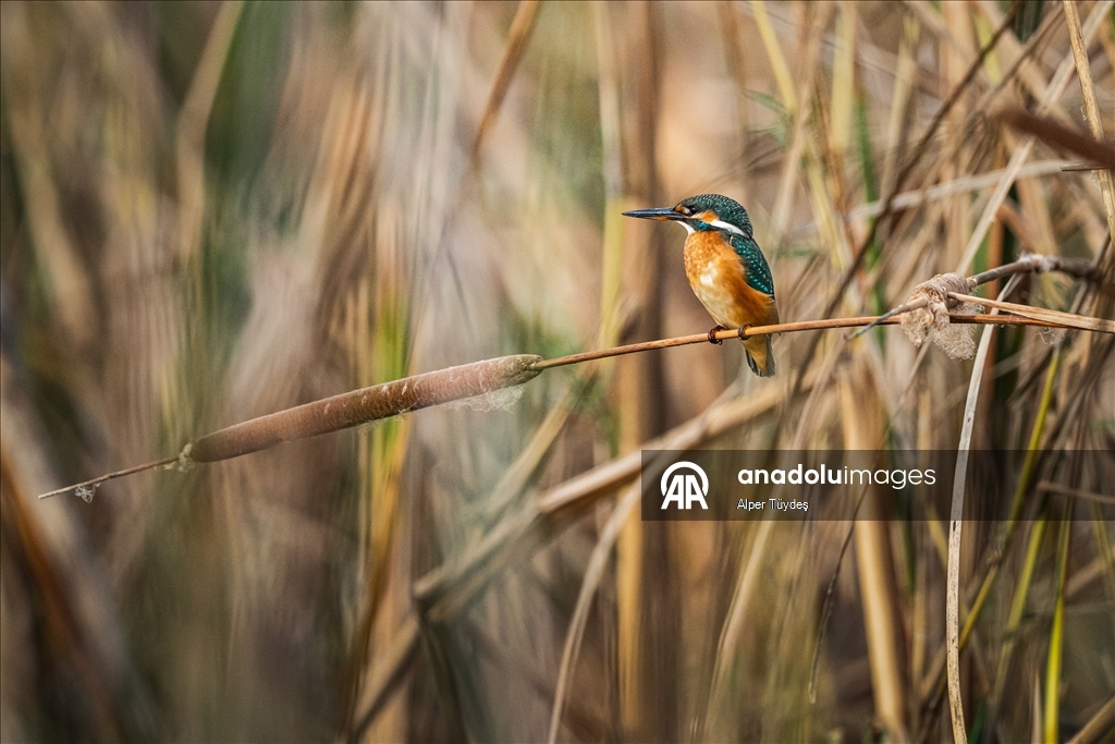 Uluabat Gölü, geniş sazlık alanlarında kuşlara ev sahipliği yapıyor