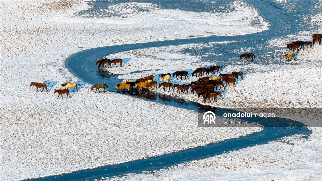 Hürmetçi Sazlığı’ndaki yılkı atlarına kış bakımı