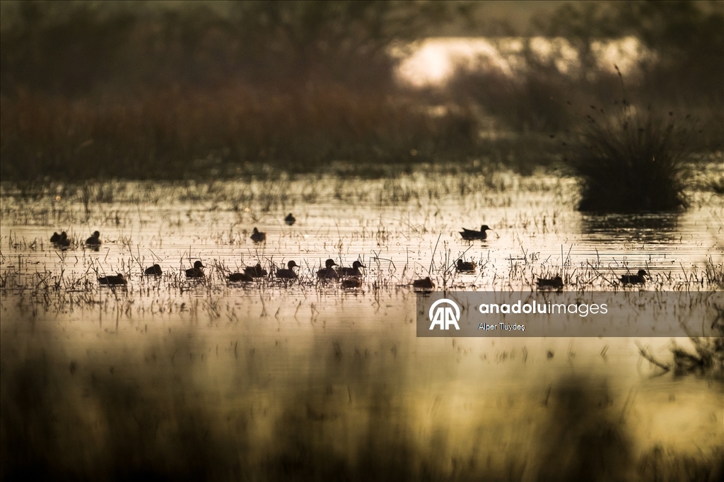 Uluabat Gölü, geniş sazlık alanlarında kuşlara ev sahipliği yapıyor
