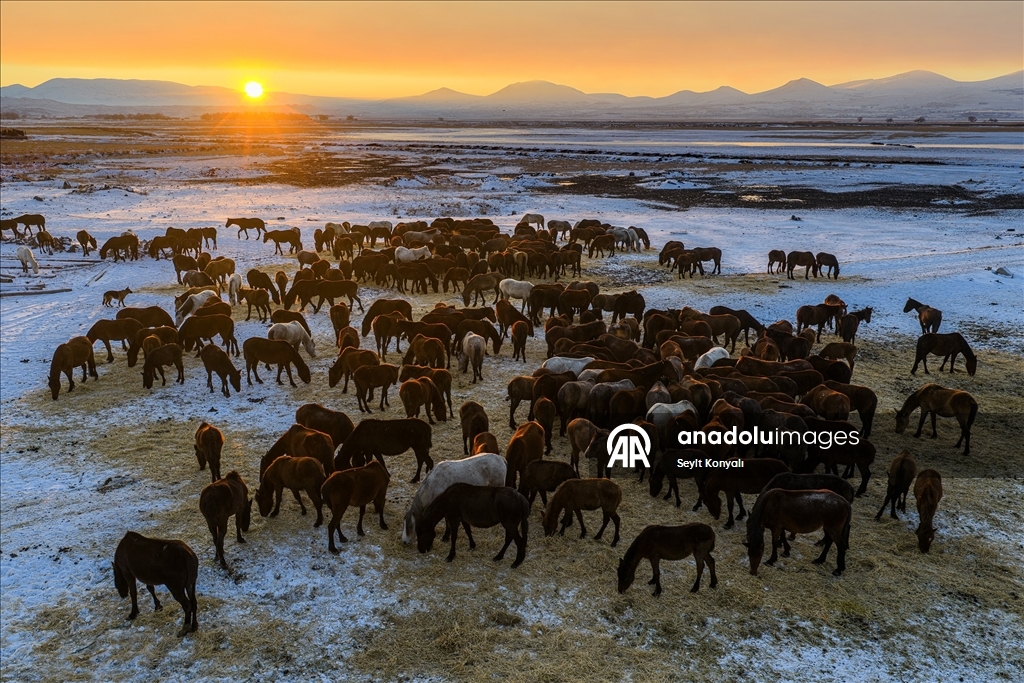 Hürmetçi Sazlığı’ndaki yılkı atlarına kış bakımı