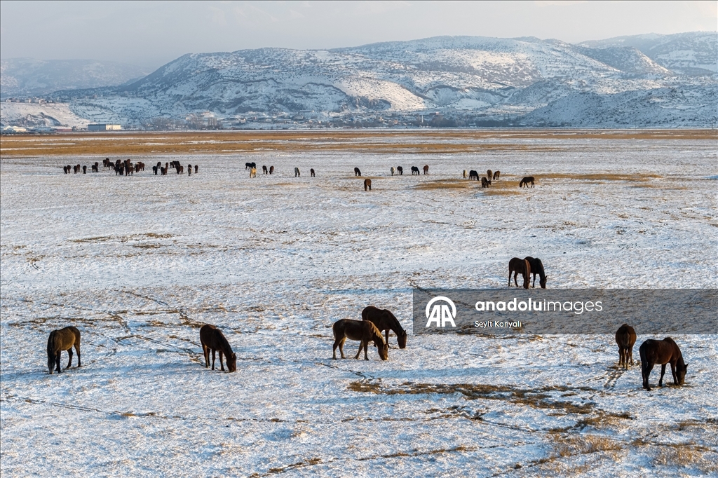 Hürmetçi Sazlığı’ndaki yılkı atlarına kış bakımı