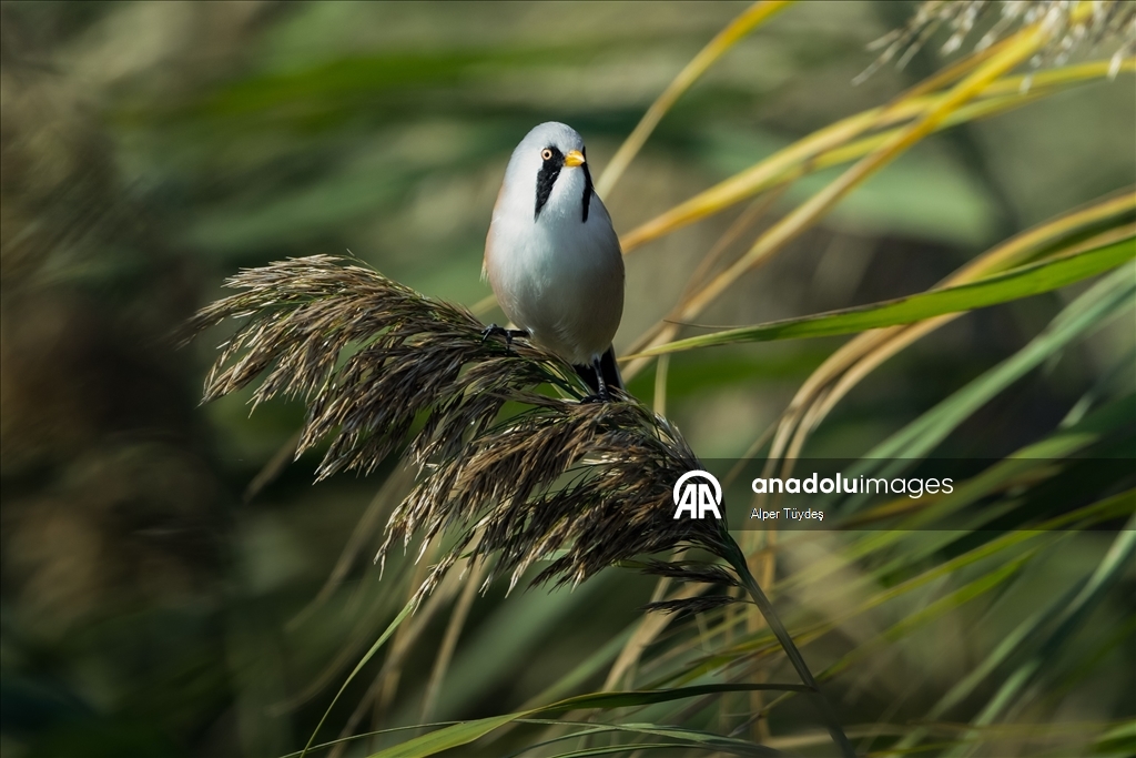 Uluabat Gölü, geniş sazlık alanlarında kuşlara ev sahipliği yapıyor