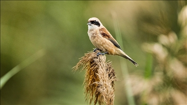 Uluabat Gölü, geniş sazlık alanlarında kuşlara ev sahipliği yapıyor