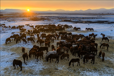 Zivistanê li Kayseriyê hespên serberedayî yên li Saza Hurmetçiyê tên têrkirin
