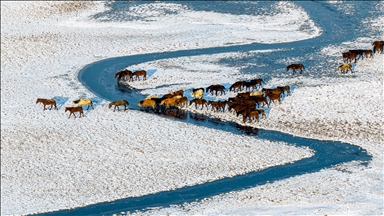 Hürmetçi Sazlığı’ndaki yılkı atlarına kış bakımı