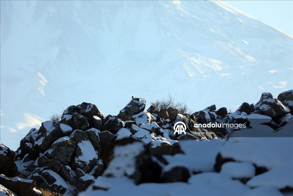 Заснеженные скалы горы Агры сняты с дрона