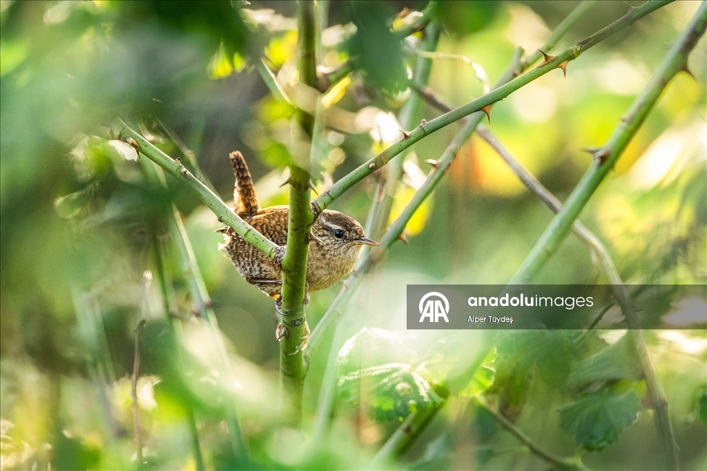 Çıtkuşları kış aylarında deniz seviyesine iniyor