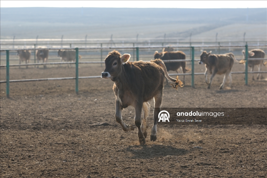 Anadolu Tarım İşletmesi, damızlık sığır yetiştiriciliğiyle de hayvancılığa katkı sunuyor
