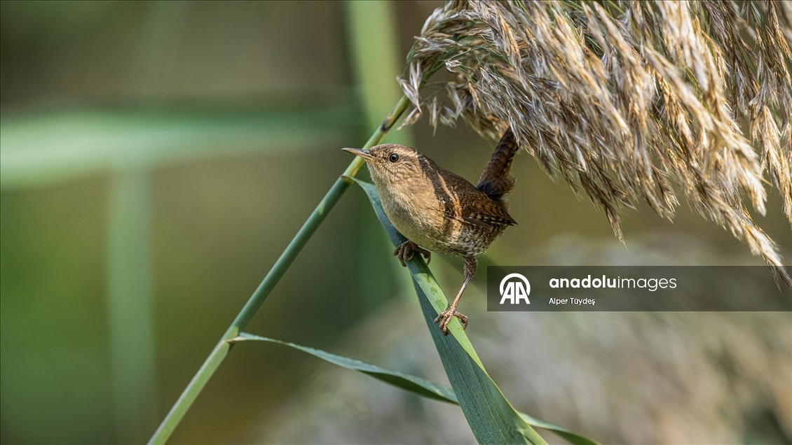 Çıtkuşları kış aylarında deniz seviyesine iniyor