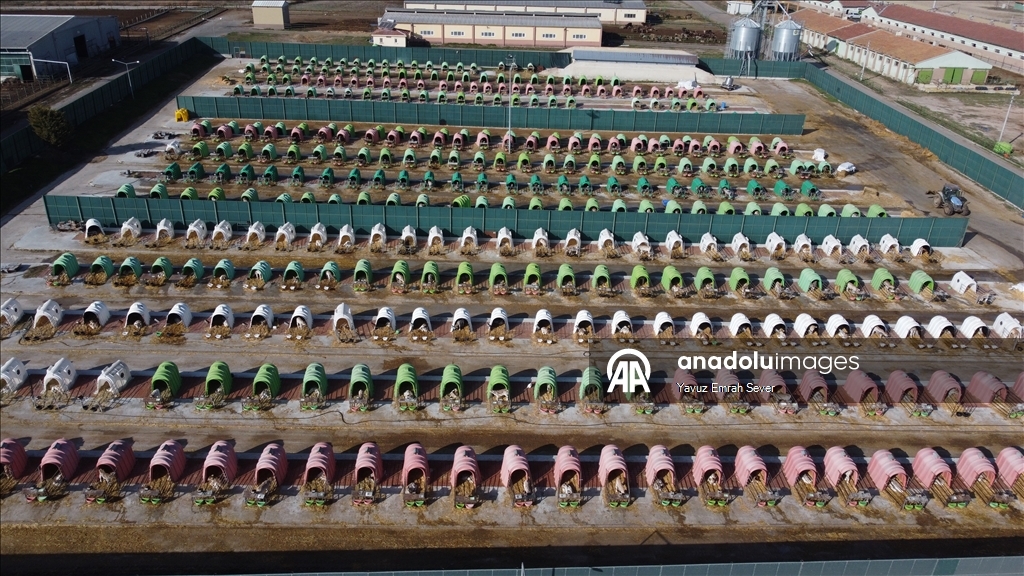 Anadolu Tarım İşletmesi, damızlık sığır yetiştiriciliğiyle de hayvancılığa katkı sunuyor