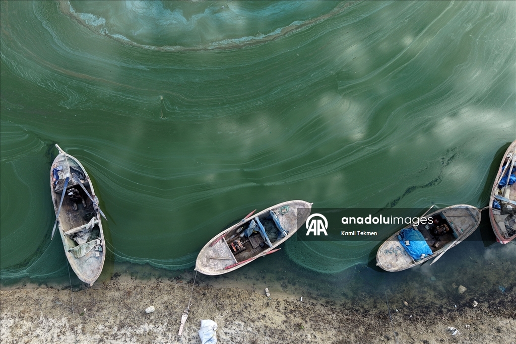 Algae spread across Demirkopru Dam as water levels decline in Turkiye's Manisa