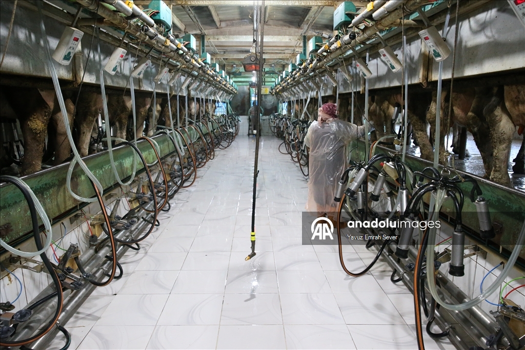 Anadolu Tarım İşletmesi, damızlık sığır yetiştiriciliğiyle de hayvancılığa katkı sunuyor