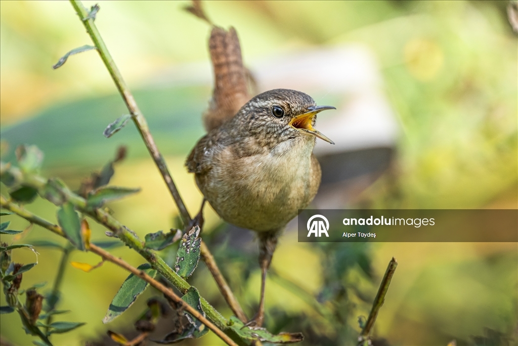 Çıtkuşları kış aylarında deniz seviyesine iniyor