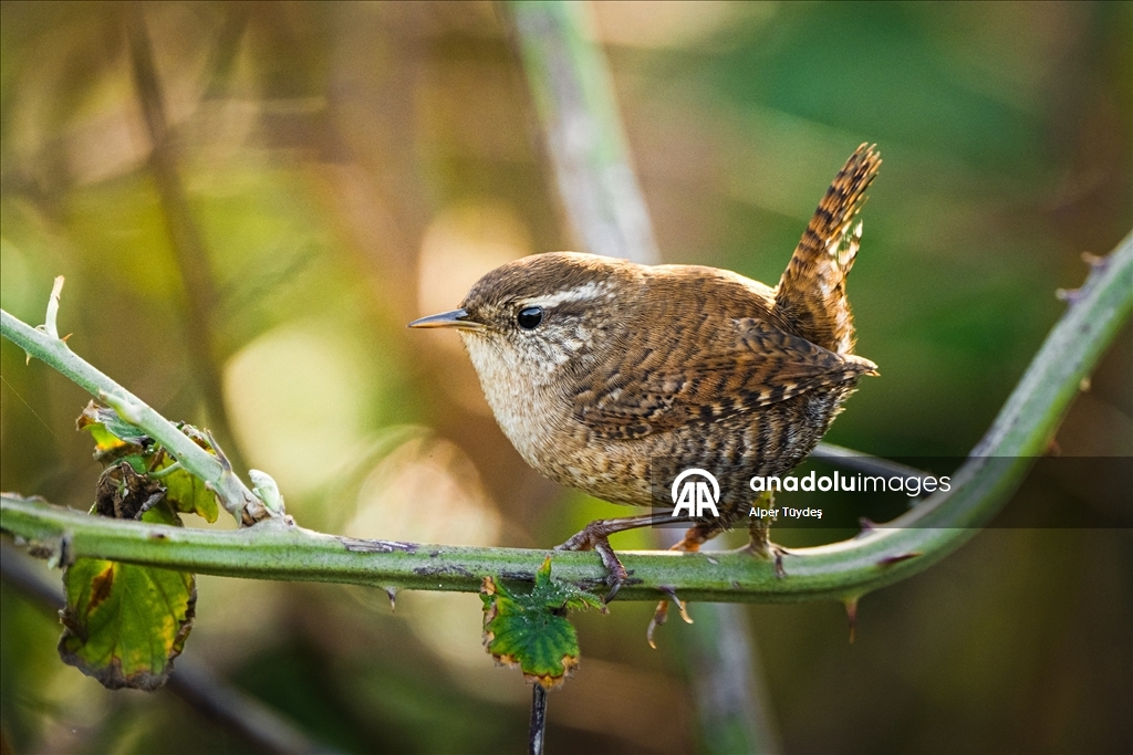 Çıtkuşları kış aylarında deniz seviyesine iniyor