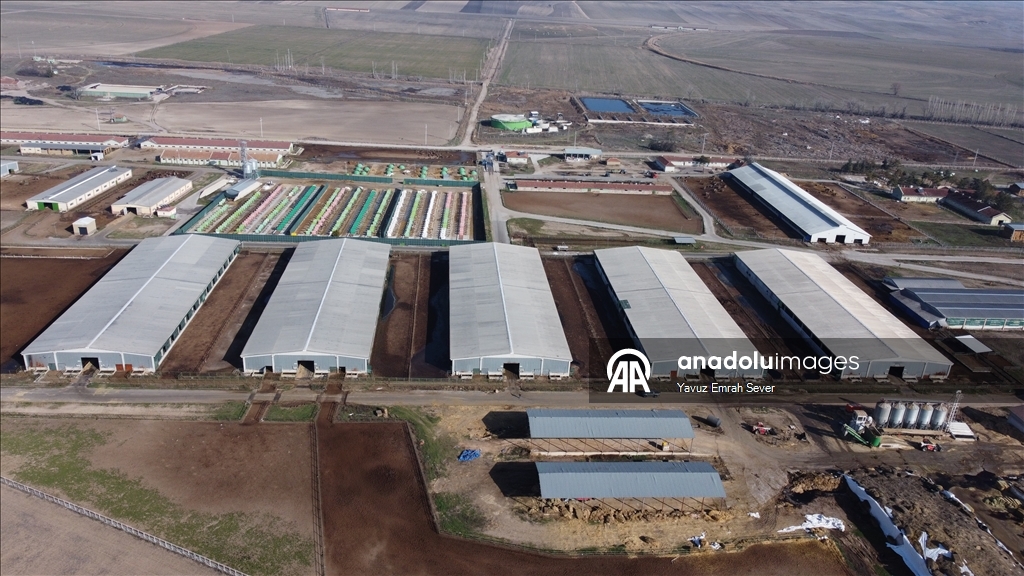 Anadolu Tarım İşletmesi, damızlık sığır yetiştiriciliğiyle de hayvancılığa katkı sunuyor