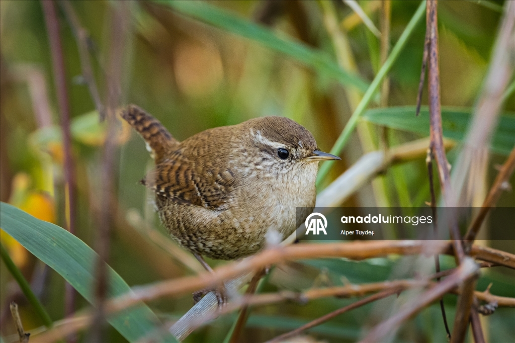 Çıtkuşları kış aylarında deniz seviyesine iniyor