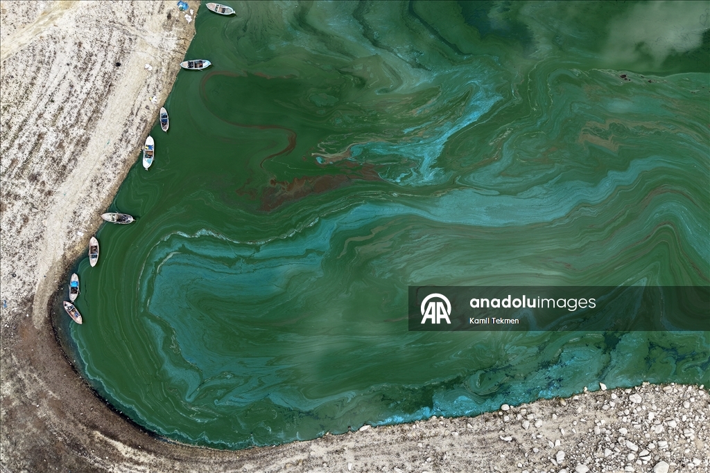 Algae spread across Demirkopru Dam as water levels decline in Turkiye's Manisa