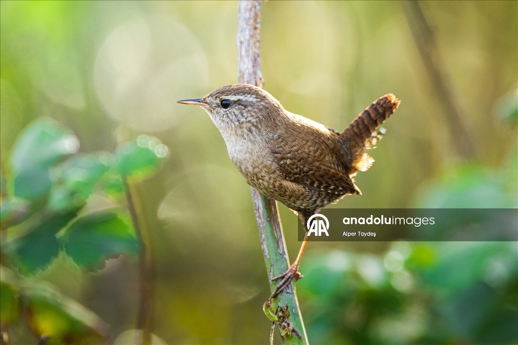 Çıtkuşları kış aylarında deniz seviyesine iniyor