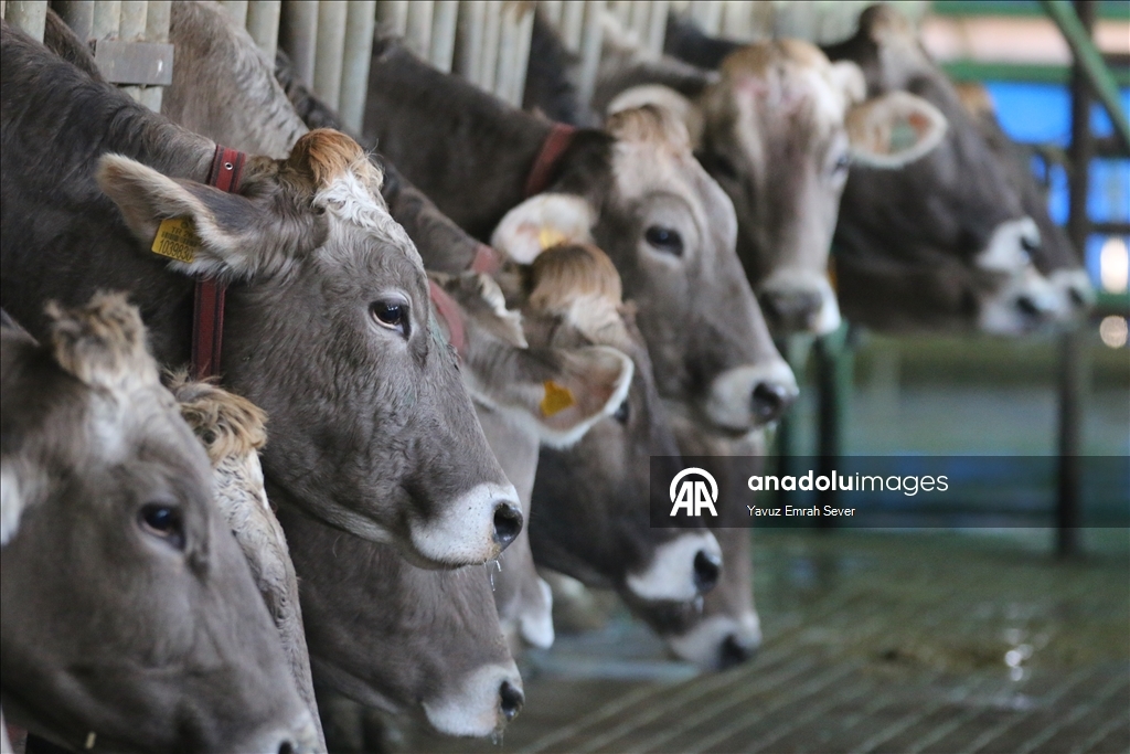 Anadolu Tarım İşletmesi, damızlık sığır yetiştiriciliğiyle de hayvancılığa katkı sunuyor