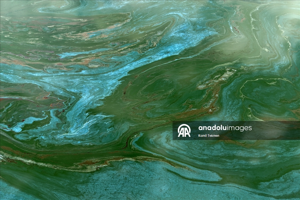 Algae spread across Demirkopru Dam as water levels decline in Turkiye's Manisa