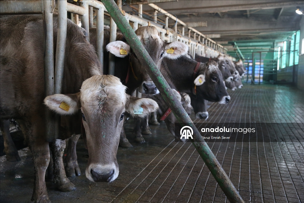 Anadolu Tarım İşletmesi, damızlık sığır yetiştiriciliğiyle de hayvancılığa katkı sunuyor